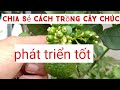 Hng dn cch trng cy chc chanh thi trn chucaychuc  caychanhthai