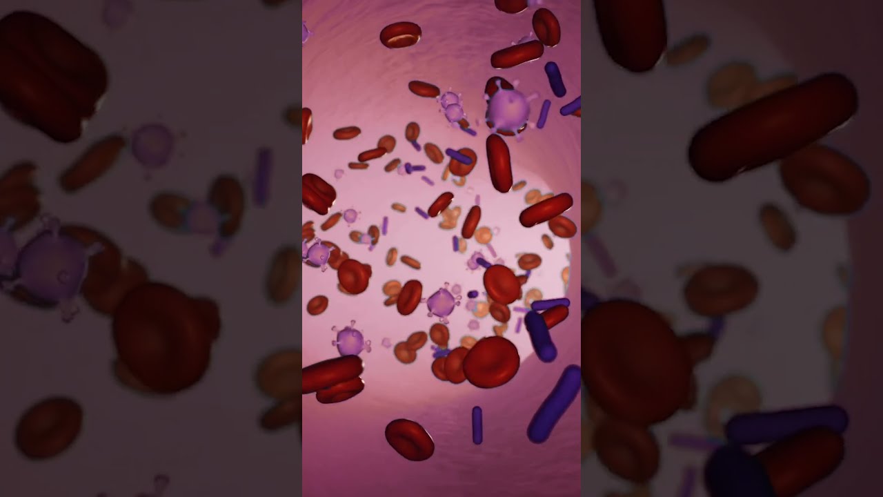 What Does Cat s Claw Do To Your Immune System YouTube What Does Cat s Claw Do To Your Immune System YouTube