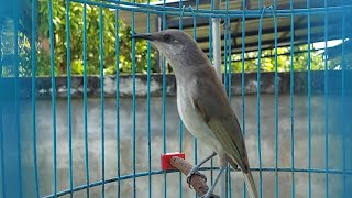 Pancingan Burung Kecial Kombok Macet Bunyi Cucak Kombo Mabung Bikin Gacor full Tembakan 69