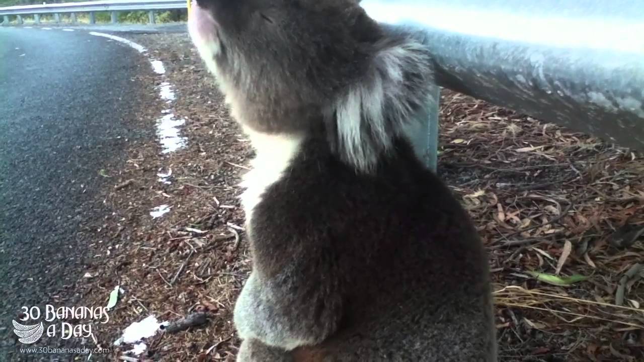 Koala Meets Cyclist lance gokongwei