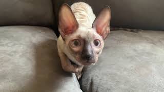 4 month old Seal Point kitten. by ReikiRex Cornish Rex Cats 119 views 2 years ago 58 seconds