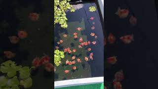 Download Lagu Pelihara Banyak Koki Dalam Kolam 🥰 MP3 Download Lagu Pelihara Banyak Koki Dalam Kolam 🥰 MP3