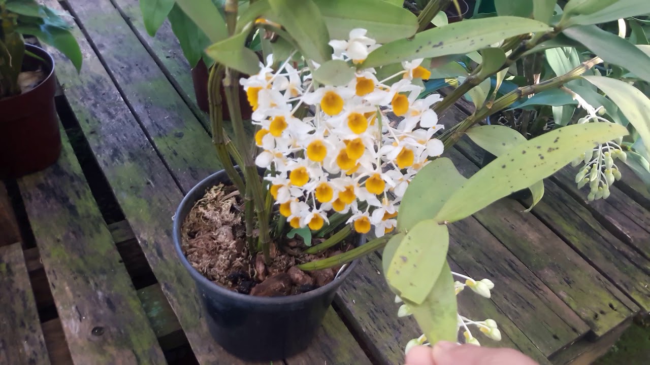 Como cultivar Dendrobium thyrsiflorum