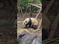 Chengdu, Panda Valley.