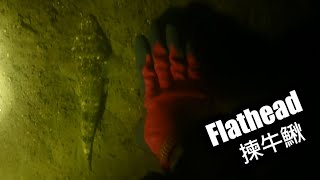 揀牛鰍 Flat Head 揀牛鰍 Flat Head