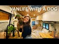 Vanlife With A Dog | (tips and tricks)