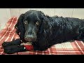 🔴Сегодня в клинике хозяин отказался от спаниеля 😢 больная собака осталась без помощи Saving the dog