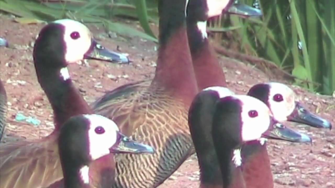 White-Faced Duck - SAbirdz