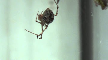 Even spiders hate spiders