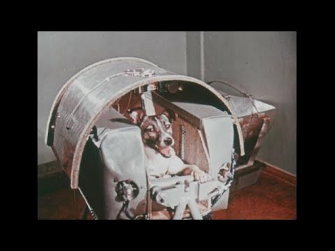 Sovyetler Birligi Nin 60 Yil Once Uzaya Gonderdigi Ilk Canli Layka Kopek Youtube