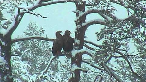 vlc record 2013 02 11 13h27m17s rtsp   193 40 133 138 80 live nova