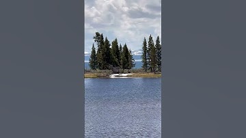 Grizzly bear has its own island Yellowstone #lit #yellowstone #bear #wildlife #wildanimals #hunting