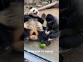 Cute Panda #namduong #xuhuong #fyp