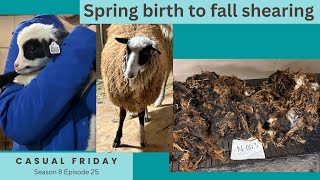 Shearing Day and Socks for an Old Friend // Casual Friday S8E25