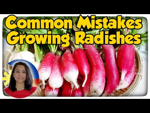 Video: Why Are Radishes Failing? How To Grow Radishes Correctly? Tips, Common Mistakes