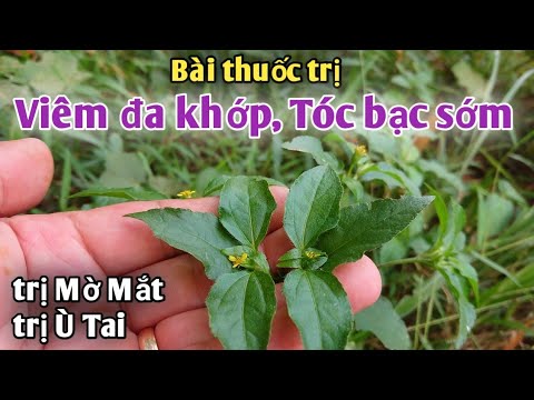 Video Bài thuốc trị Viêm đa khớp, trị Tóc bạc sớm, trị mờ... - youtube