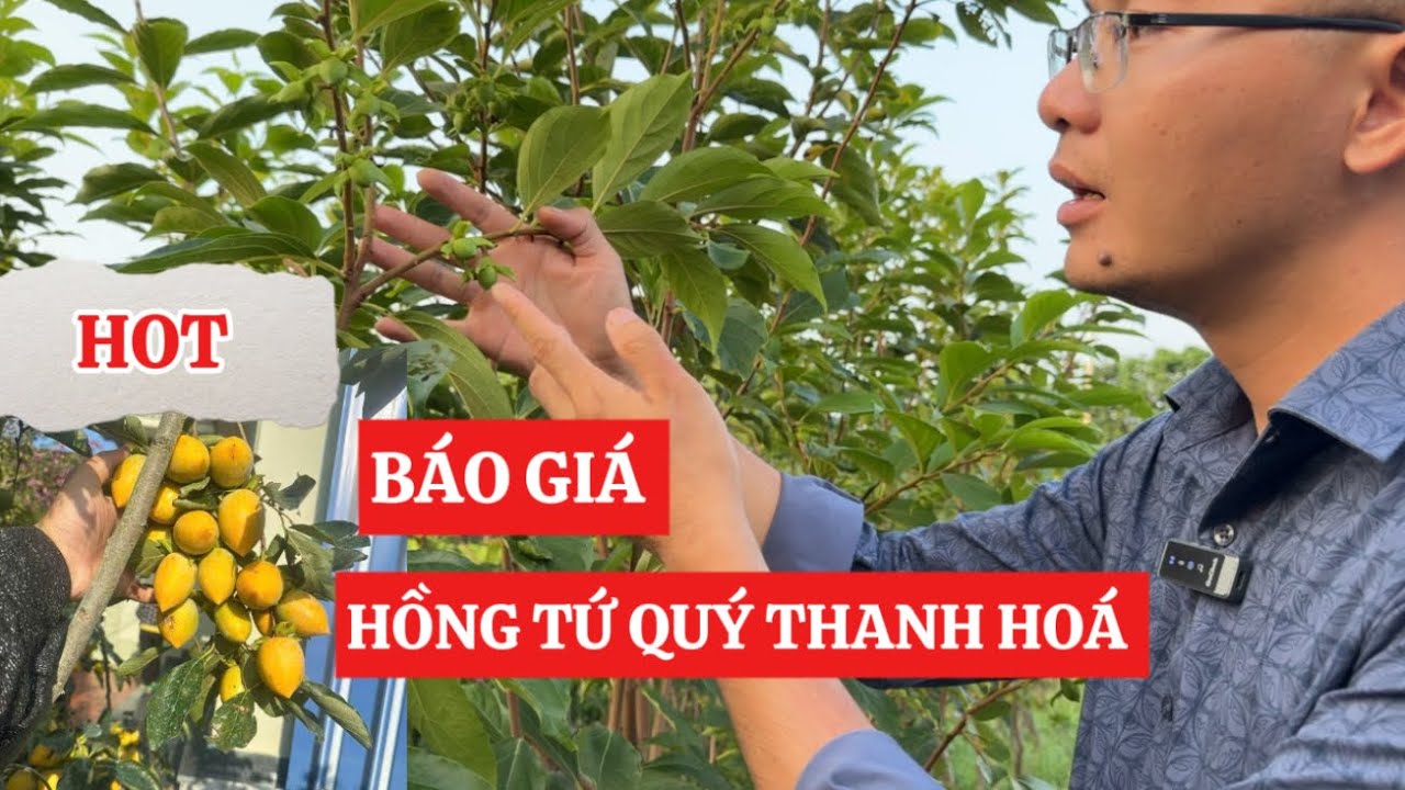 Giới Thiệu và Báo Giá HỒNG TỨ QUÝ Thanh Hóa đủ cỡ, Hồng Socola Trĩu Trái ☎️0968.750.386-092.391.6866