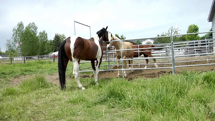 Bucket's New Home