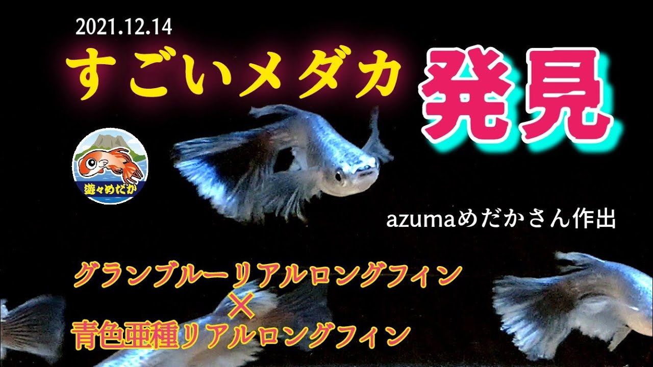 Azumaめだかさんオリジナル グランブルーリアルロングフィン 青色亜種リアルロングフィン 絶句です Youtube