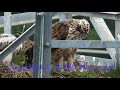 鉄塔に営巣するクマタカの育雛。雛は生後42程度。雄が持ち帰った獲物を雌が給餌する。