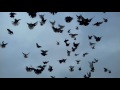 Николаевские голуби. Небольшой полет по сильному ветру