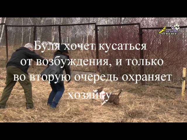 Ген агрессии бультерьера Ген агрессии бультерьера