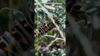 Surah abasa ayat no 36-42 #quran#quranurdu#urdu#islam#muslim#hadees#nature#deen#islamicstatus#quotes