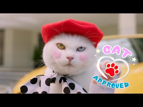 วีดีโอ: บ้านสำหรับแมวเป็นโฆษณาสำหรับรถนิสสัน