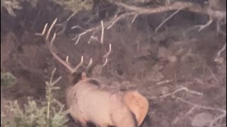 Two Week Notice- A Utah Late-Season Elk Hunt