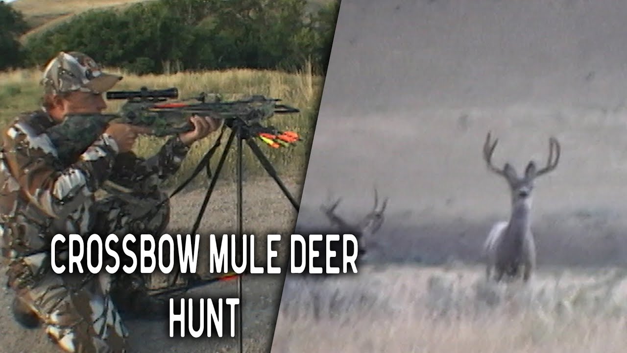Crossbow Hunt for Giant Mule Deer in Wyoming Throwback Thursday YouTube