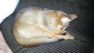 Abyssinian Kitten Larry puffs up his fur while dreaming by LitterNose 1,216 views 4 years ago 35 seconds