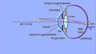 Akkommodation des Auges (vereinfacht)