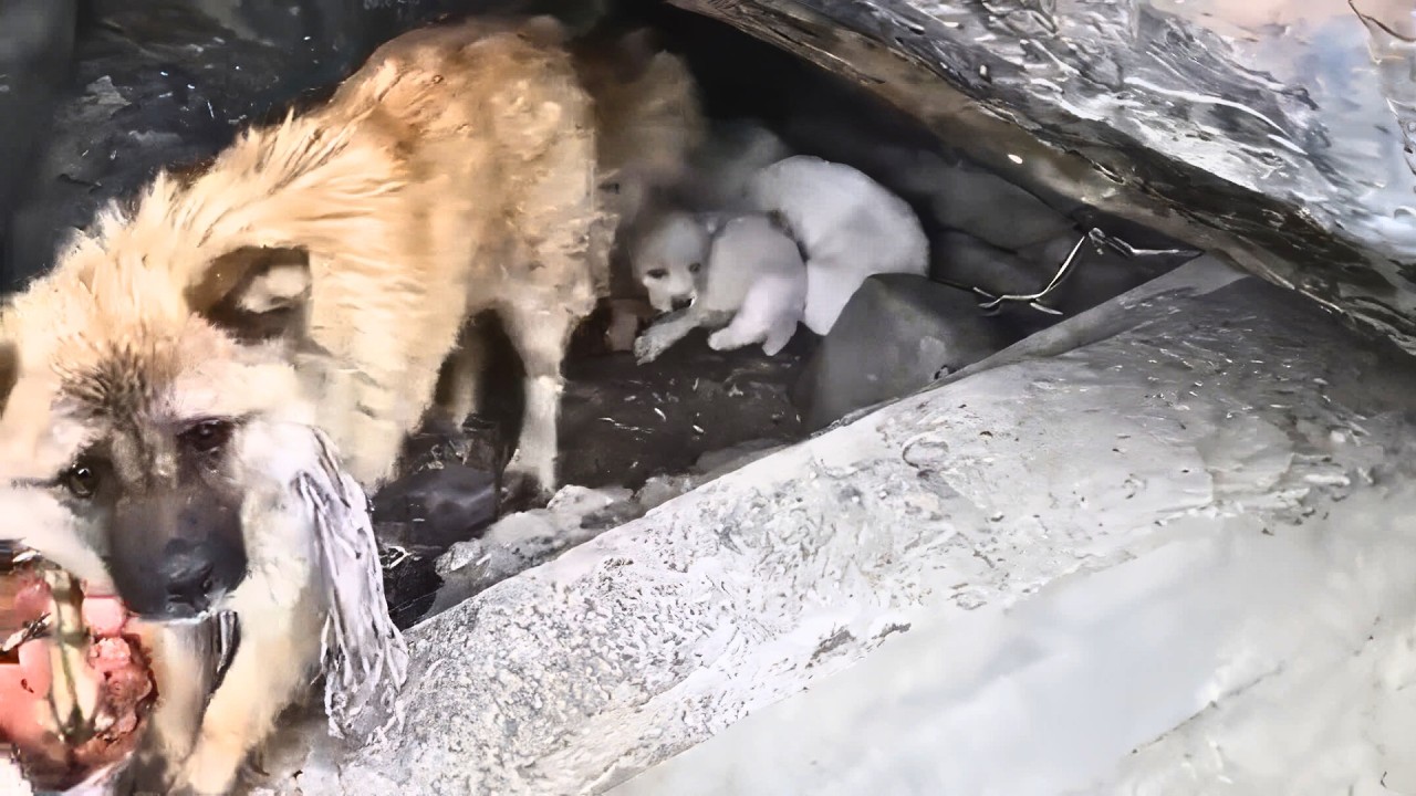Stray dog gave birth to three puppies in a crevice of the rocks ...