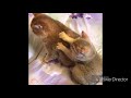 Funny cute cats  funny animals
