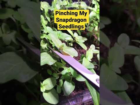 Pinching Snapdragon Seedlings
