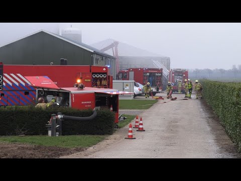 Varkens komen om door grote stalbrand in buitengebied Netterden