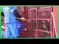 With Carer's Love Rescued Bear Starts To Trust Again 💚| Animals Asia