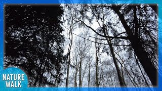 Take a windy stroll through nature as the trees sway (Nature Visualizer)