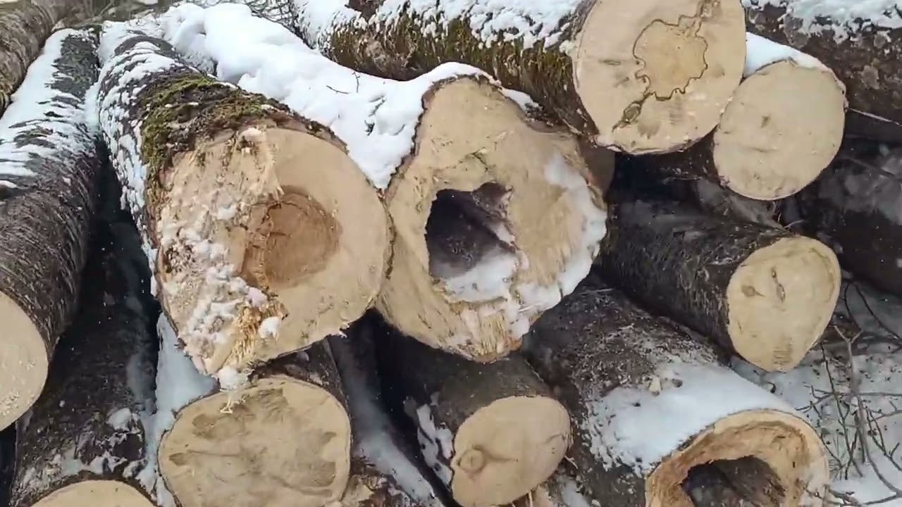 Нова ділянка 🪚 День 5 #ліс #зима #робота 