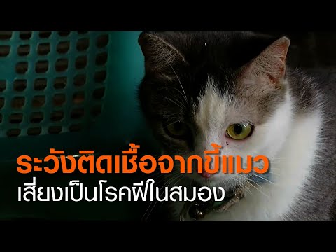 วีดีโอ: ฝีในแมว