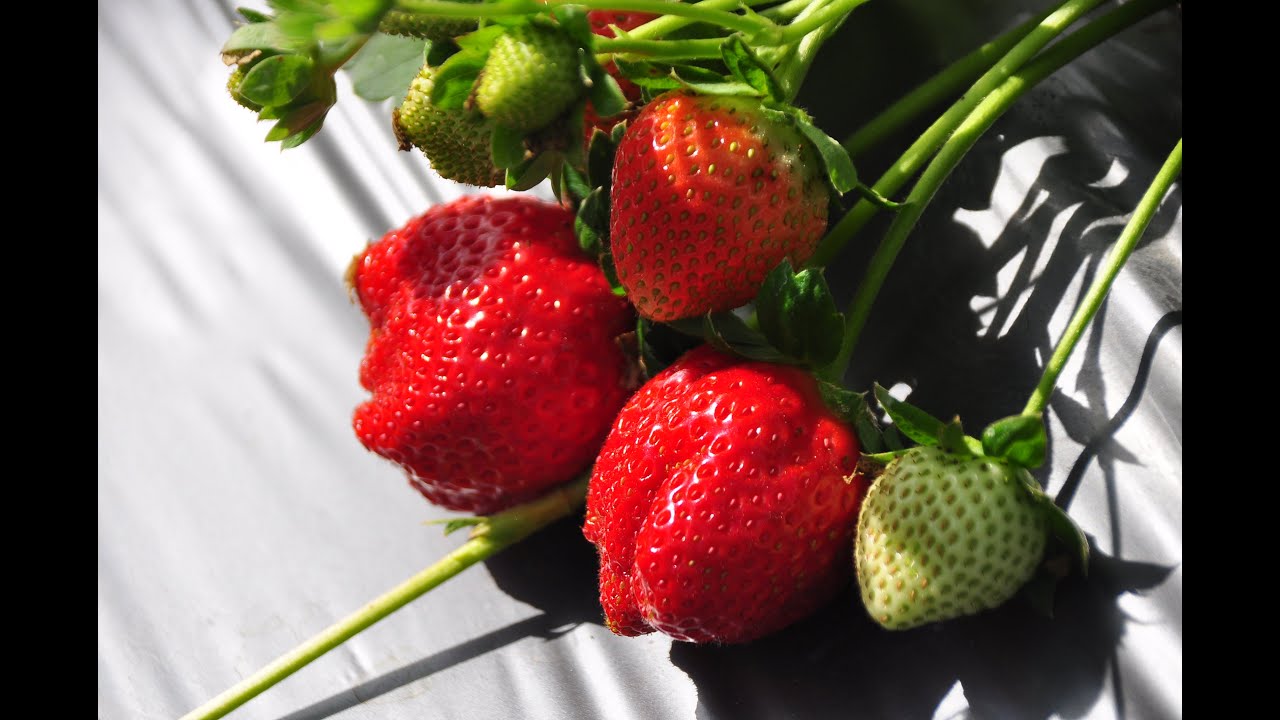 【苗栗 大湖 富野觀光草莓園】現採草莓  黑金剛 豐香 美姬  香水品種超多 最後還送我3盆回家種 電眼帥偉