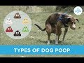 Dogs Stool Colours And Meaning
