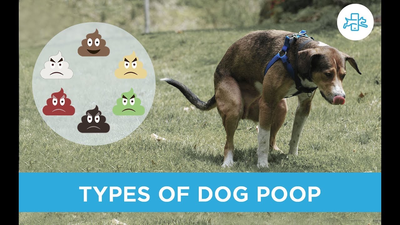 dog puking and pooping blood