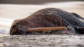 Why Do We Need Ice? Profile