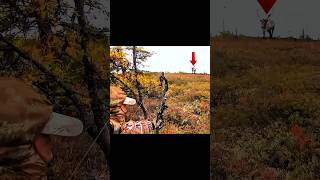 Giant Antlers, Giant Challenge – Moose Hunt! #moosehunting #deerhunting #bowhunting #hunting