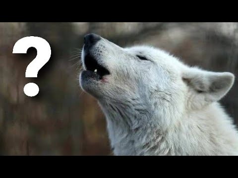 Vídeo: Por que os lobos uivam?