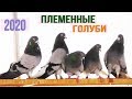 Племенные голуби Машошина В.В. г. Кременчуг | 2020 HD