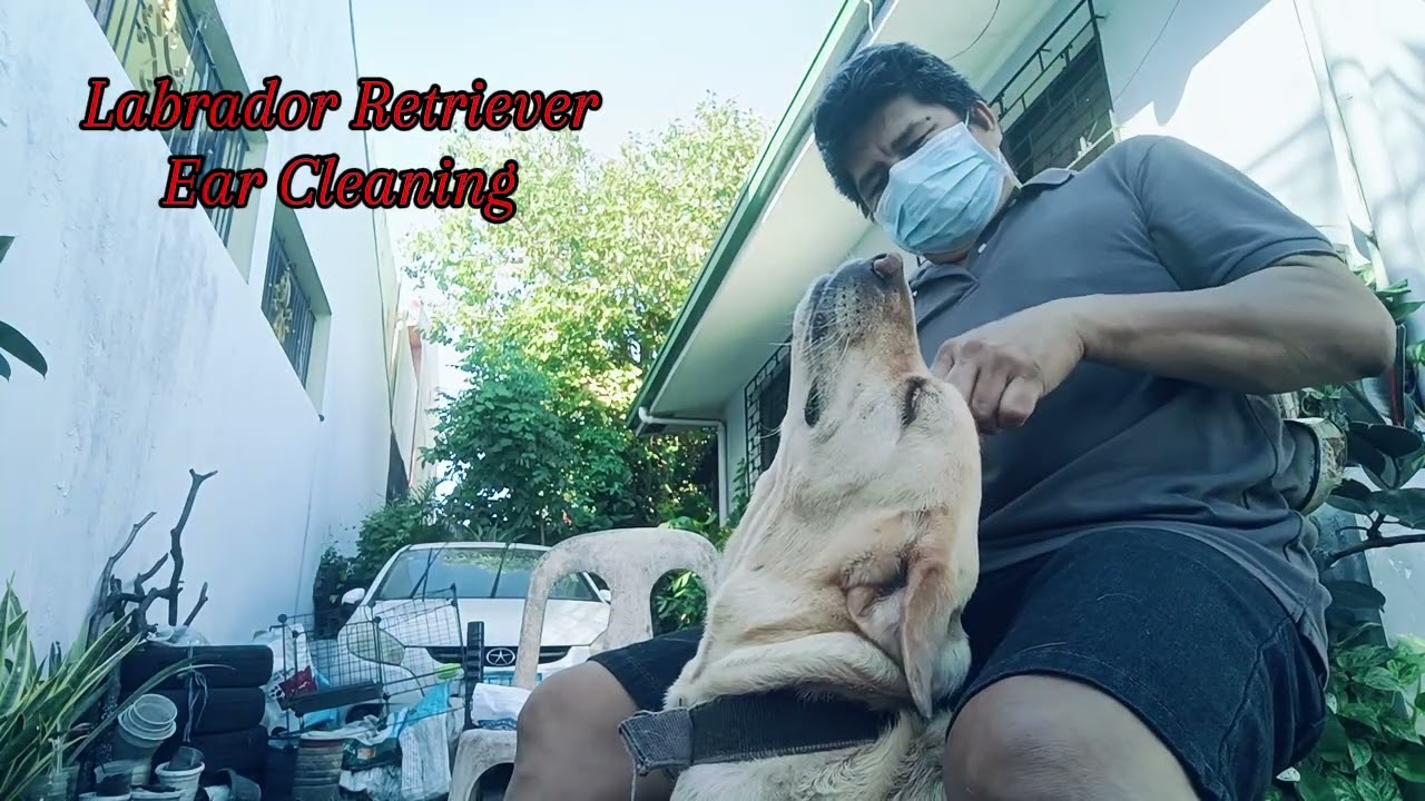 Labrador Retriever Ear Cleaning        