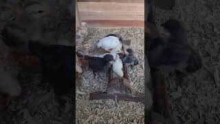 Pintinhos felizes acompanhe o desenvolvimento #roça #galinha #sitio #aves #vidanaroça #fazenda