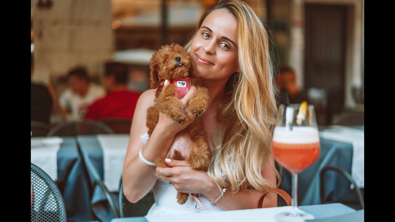 Taking home Molly - 10 week old toy poodle